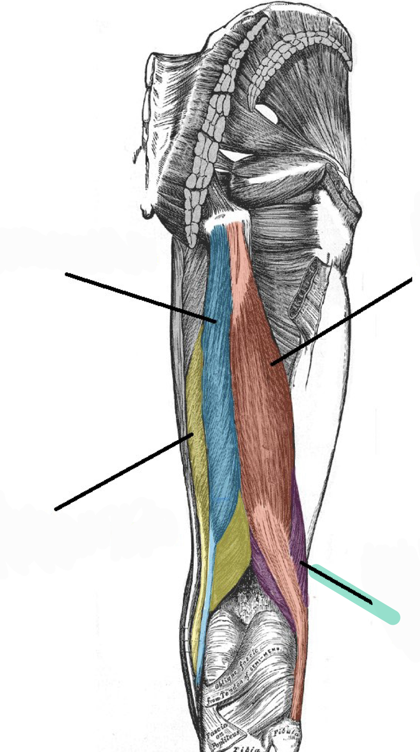 <p>Flexes knee</p>