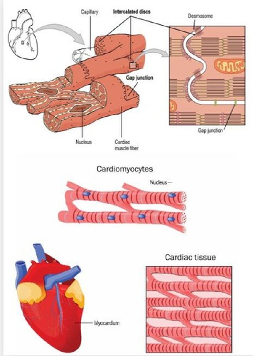 <p>- involuntary contractions</p><p>- striated, intercalated discs</p><p>- found only in heart</p>