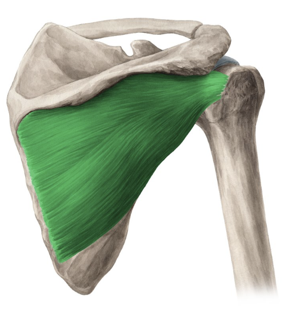 <p>Action: Shoulder external rotation</p><p>Origin: Infraspinatus fossa (scapula)</p><p>Insertion: Greater tubercle (humerus)</p><p>Innervation: Suprascapular nerve C5-6</p>