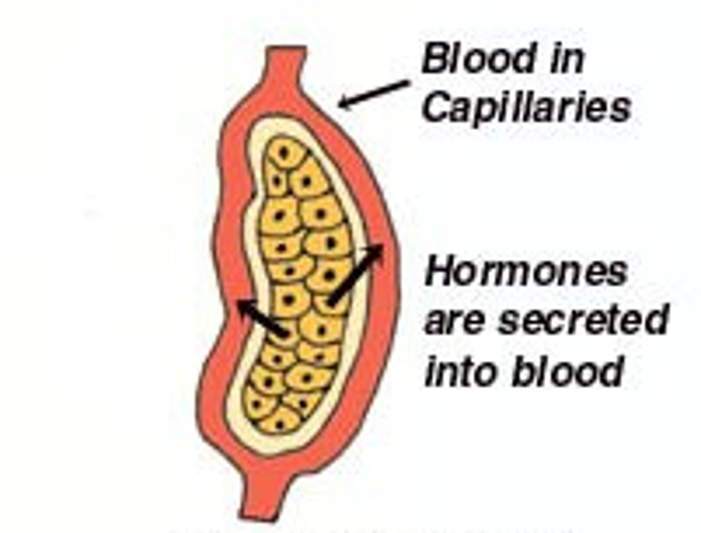 <p>what type of gland is ductless and produces hormones? it also has no open contact with exterior.</p>