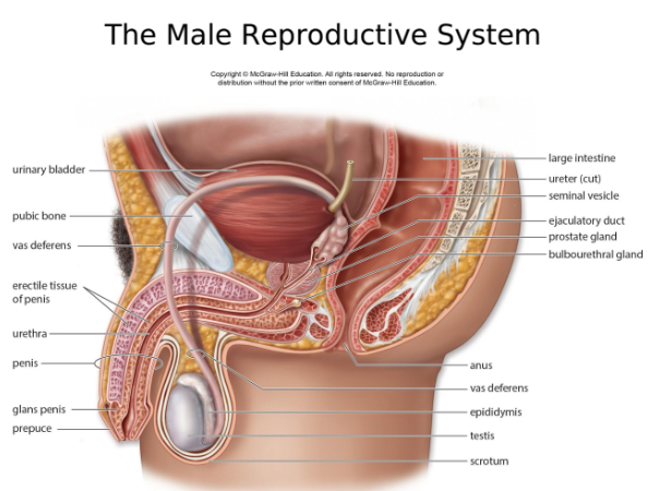 Male Reproductive system 