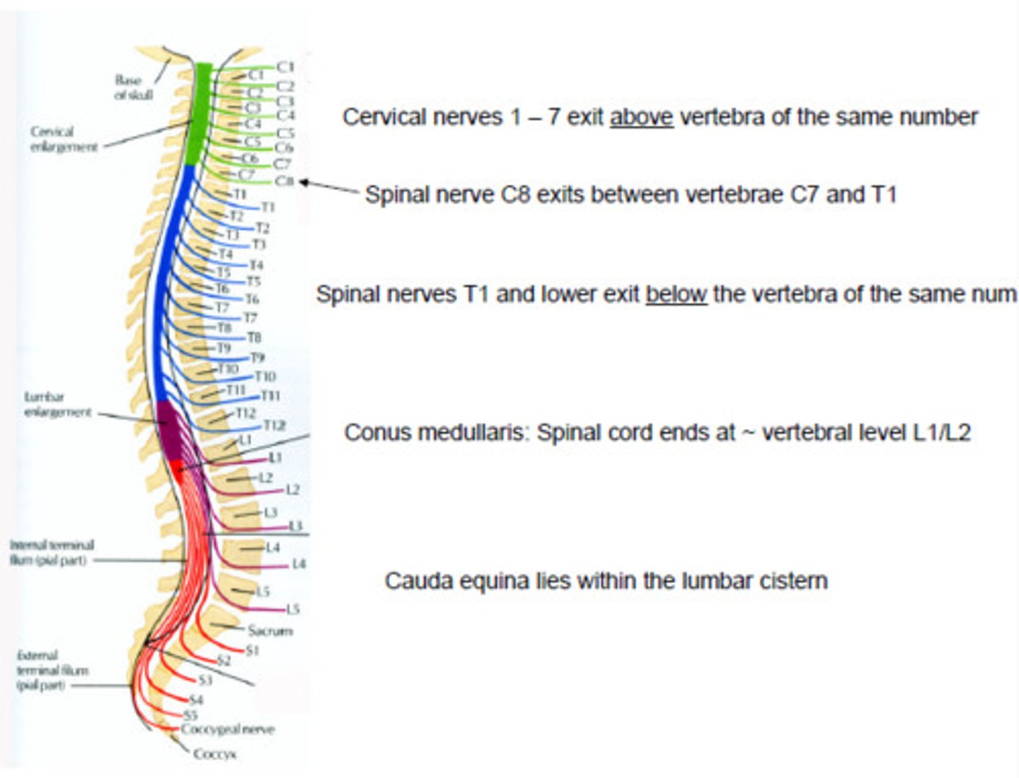 <p>spinal column and disc, pelvic bones</p>