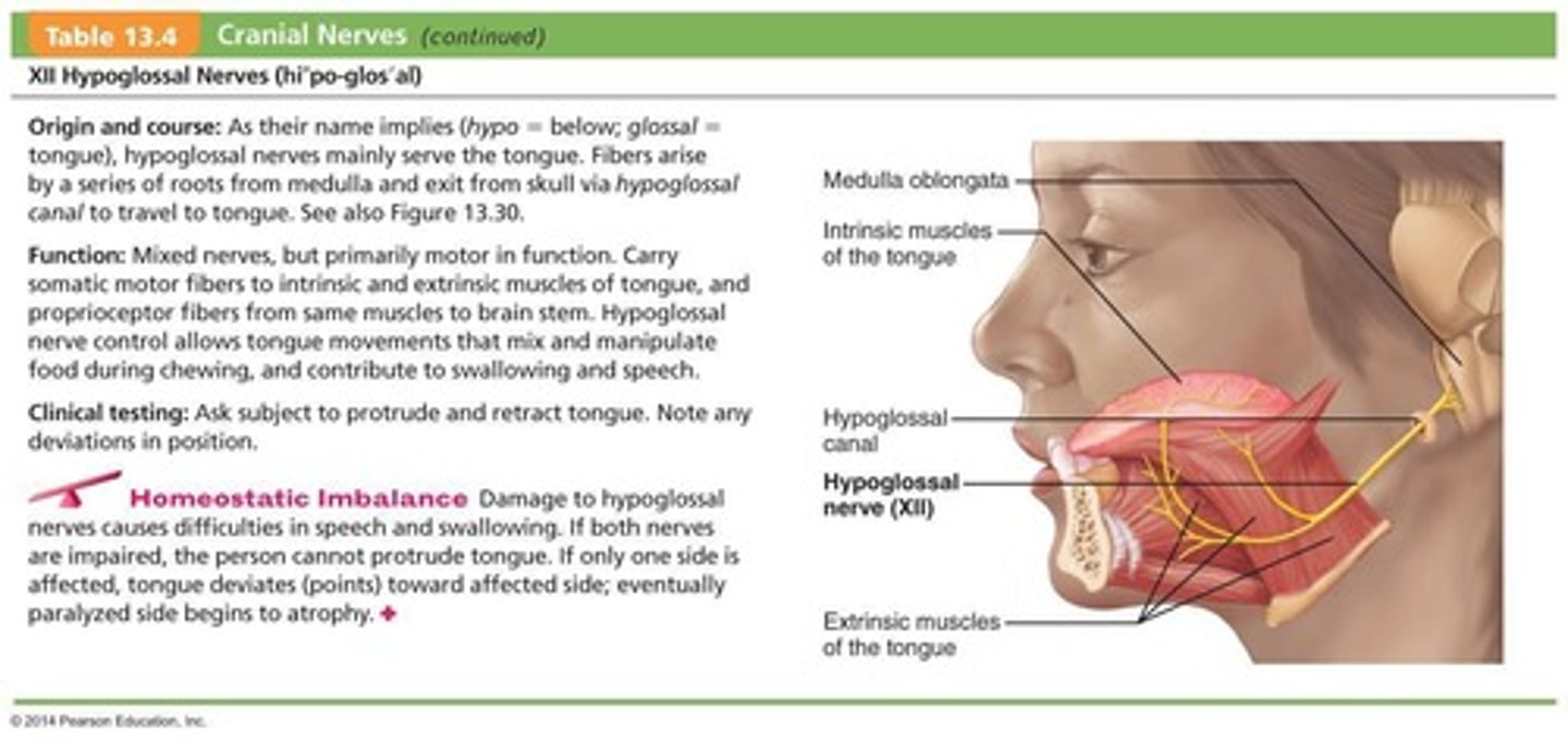 <p>Primarily motor function for tongue movements.</p>