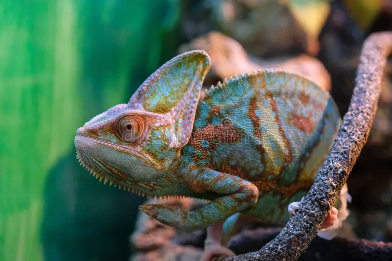 <p>Iguania, Chamaeleonidae</p>