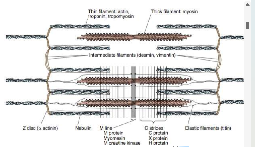 <ol><li><p>titine</p><ol><li><p>groot proteïne</p></li><li><p>verbindt Z-schijf + myosine + actine → sarcomeer kan niet zomaar uit elkaar w getrokken</p></li></ol></li><li><p>actine</p><ol><li><p>globulair proteïne</p></li><li><p>F-actine dubbelstreng</p></li></ol></li><li><p>myosine</p><ol><li><p>myosine II</p></li><li><p>ATP-ase activiteit</p></li></ol></li></ol><p></p>