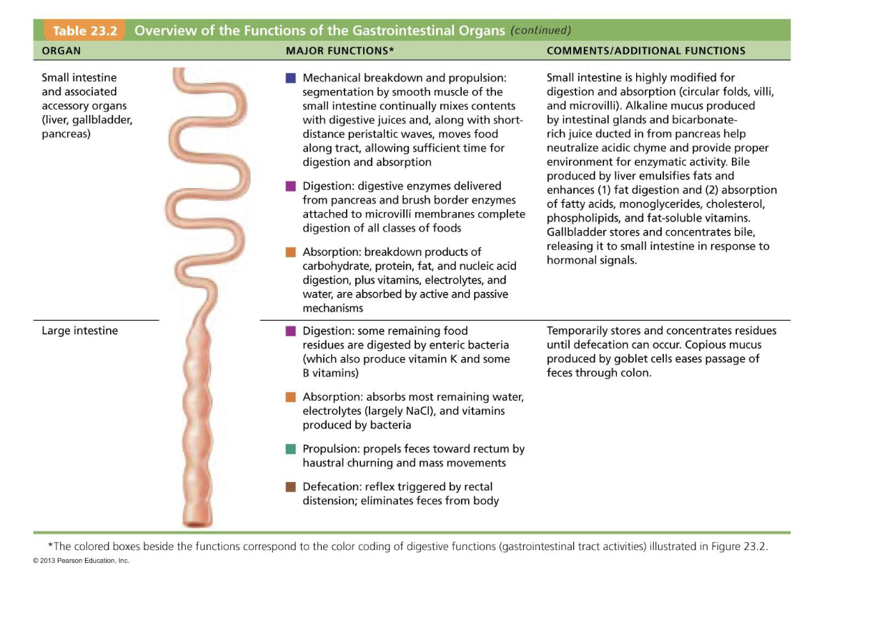 <p>1. <u>Small Intestine</u>:</p><p>*mechanical </p><p>* Digestion: Breaks down food with enzymes from the pancreas and small intestine.</p><p>* Absorption: Absorbs nutrients like carbohydrates, proteins, fats, vitamins, electrolytes, and water.</p><p>2. <u>Large Intestine</u>:</p><p>* Digestion: Bacteria digest remaining food.</p><p>* Absorption: Absorbs water, electrolytes, and vitamins.</p><p>* Propulsion: Moves waste towards the rectum thru peristalsis.</p><p>* Defecation: Eliminates waste from body</p><p></p>