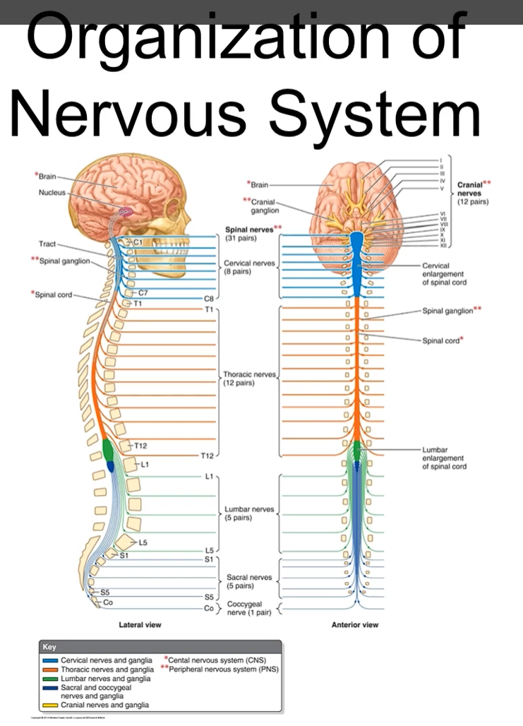 <p>31 pairs of spinal nerves</p><p>spinal nerves are classified according to where they exit the spinal cord</p><p>8 sets of cervical nerves</p><p>12 sets of thoracic nerves</p><p>5 sets of lumbar nerves</p><p>5 sets of sacrum nerves</p><p>all of them are exiting of both sides of the spinal cord in the region called the intervetebral foramen</p><p>the spinal cord has two enlargements, the cervical and the lumbar enlargements, these enlargements are due to the number of increased neurons that are involved in the limbs innervation.</p><p>Summary &amp; Confirmation of Your Points:</p><ol><li><p class="ds-markdown-paragraph"><strong>31 Pairs:</strong> Correct. There are 31 pairs of spinal nerves: 8 cervical, 12 thoracic, 5 lumbar, 5 sacral, and 1 coccygeal.</p></li><li><p class="ds-markdown-paragraph"><strong>Classification by Exit Point:</strong> Correct. <strong>They are named for the vertebral region they exit from </strong>(e.g., the 4th thoracic nerve exits at the T4 vertebra).</p></li><li><p class="ds-markdown-paragraph"><strong>Regional Distribution:</strong> Your numbers are exactly right.</p></li><li><p class="ds-markdown-paragraph"><strong>Exit Location:</strong> Perfect. They exit the spinal cord through the <strong>intervertebral foramen</strong> (the opening between adjacent vertebrae).</p></li><li><p class="ds-markdown-paragraph"><strong>Enlargements:</strong> Absolutely correct. The <strong>cervical enlargement</strong> (<strong>C4-T1</strong>) supplies nerves to the upper limbs (<strong>brachial plexus</strong>), and the <strong>lumbar enlargement</strong> (<strong>L1-S3</strong>) supplies nerves to the lower limbs (<strong>lumbosacral plexus</strong>). The increased neuron count is for the complex motor control and sensory input of the limbs.</p></li></ol><p></p>