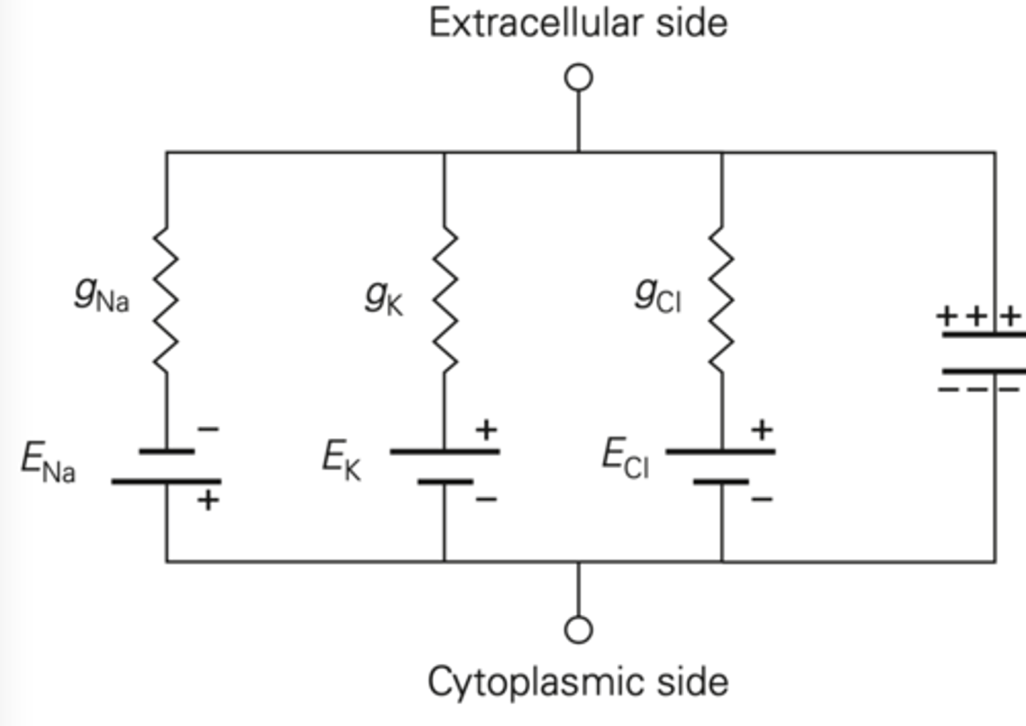 <p>Resistor: ion channel</p><p>- K has high conductance, so small resistor</p><p>Battery: equilibrium potential determined by Na and K reversal potentials</p>