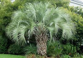 <p>Jelly Palm</p>