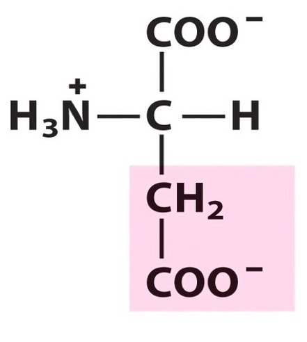Negatively charged R groups