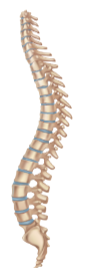 <p>Vertebral column</p>
