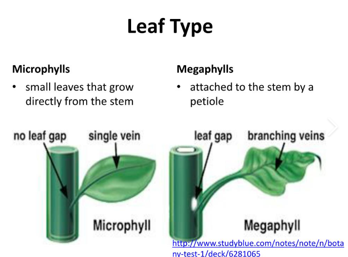 <ul><li><p><span><strong>Microphylls → usually relatively small leaves that contain only single strand of vascular tissue</strong></span></p><ul><li><p><span><strong>Stems possessing protosteles and are characteristic of lycophyte</strong></span></p></li><li><p><span><strong>May have evolved as superficial lateral outgrowths of the stem or from sterilization of sporangia in lycophyte ancestors</strong></span></p></li><li><p><span><strong>Began as small scalelike or spinelike outgrowths, enations devoid of vascular tissue</strong></span></p></li></ul></li><li><p><span><strong>Megaphylls → larger than most microphylls (generally large leaf with several to many veins)</strong></span></p><ul><li><p><span><strong>Evolved from entire branch systems by series of steps</strong></span></p></li><li><p><span><strong>Earliest plants had leafless, dichotomously branching axis</strong></span></p></li></ul></li></ul><p></p>
