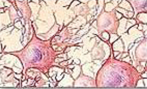 <p>Tejido “muy especializado”</p><ul><li><p>Tipos</p><ul><li><p>Neuronas, Células gliales</p></li></ul></li></ul><p></p>