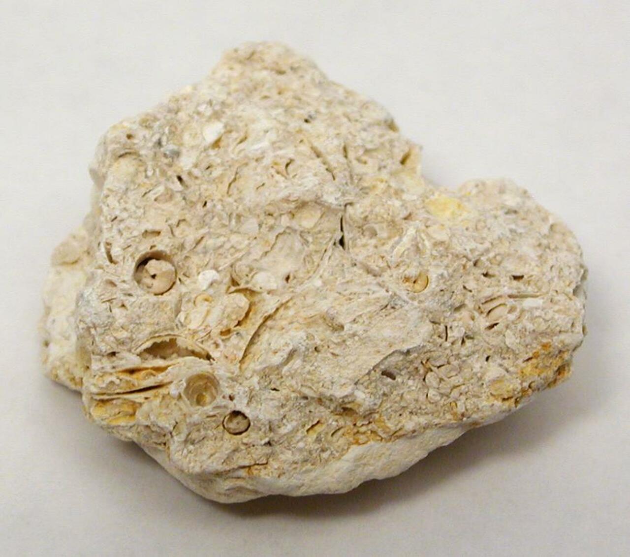 <p>What type of rock is Fossiliferous Limestone and which group is it in?</p>