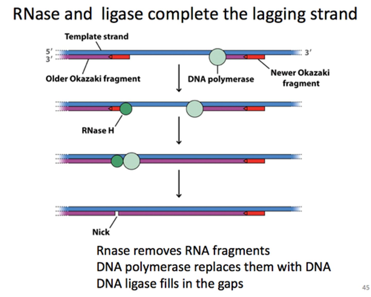 <p>RNase H removes the RNA part of the primers</p>