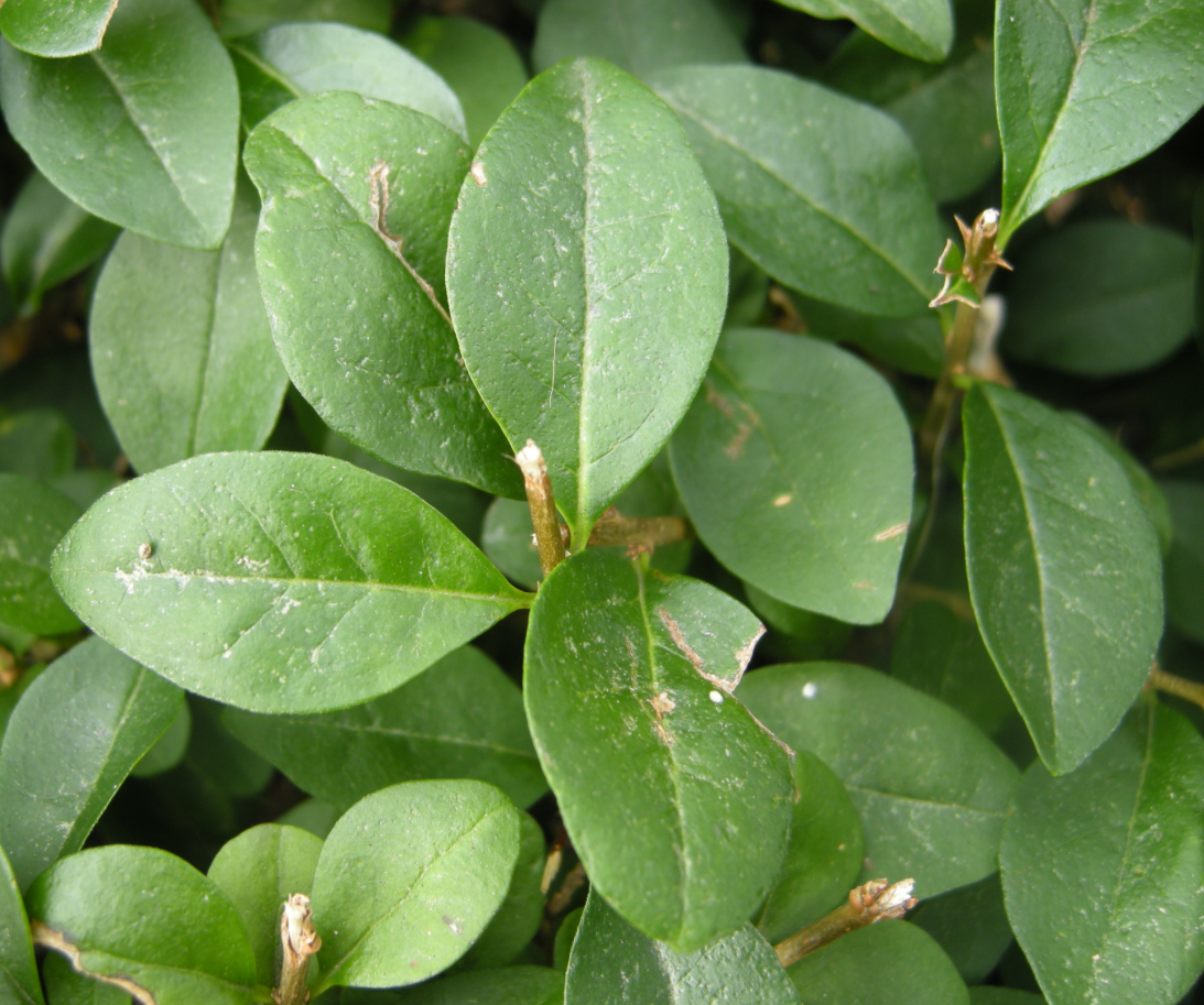 <p>Whose leaf is this?</p>
