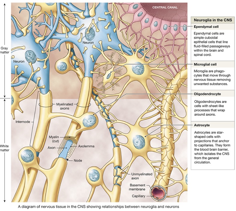 <p>Support and brace neurons Anchor neurons to their nutrient supplies Guide migration of young neurons Help control the chemical environment as part of blood brain barrier</p>