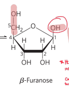 <p>The OH that was the OG carbonyl in the 1‘ position, can be alpha or beta&nbsp;&nbsp;</p>
