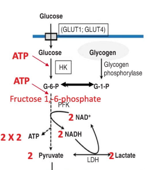 <p>Glycogenolysis:</p><ul><li><p>glycogen phosphorylase (PHOS)</p></li><li><p>phosphoglycomutase converts G1p to G6P</p></li></ul><p></p><p>Glycolysis:</p><ul><li><p>Glucose transporter 4 (GLUT4)</p></li><li><p>hexokinase (HK)</p></li><li><p>phosphofructokinase (PFK)</p></li></ul><p></p><p>Lactate production:</p><ul><li><p>lactate dehydrogenase (LDH)</p></li></ul>