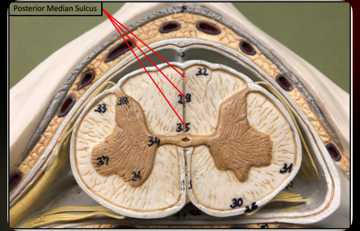 <p>Posterior Median Sulcus</p>