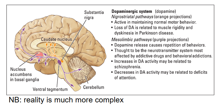<p><em>Basal ganglia</em>.</p>