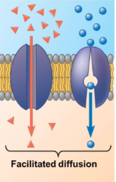 <p>Channel proteins</p>
