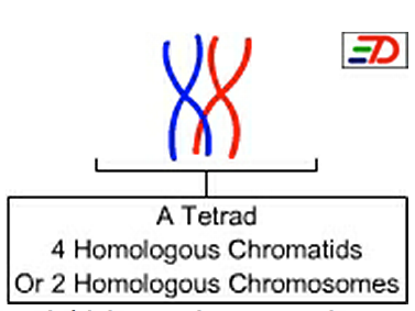 <p><span>- A group or set of four formed by paired homologous chromosomes (four chromatids) in P1</span></p><p>- Each has at least one chiasmata</p>