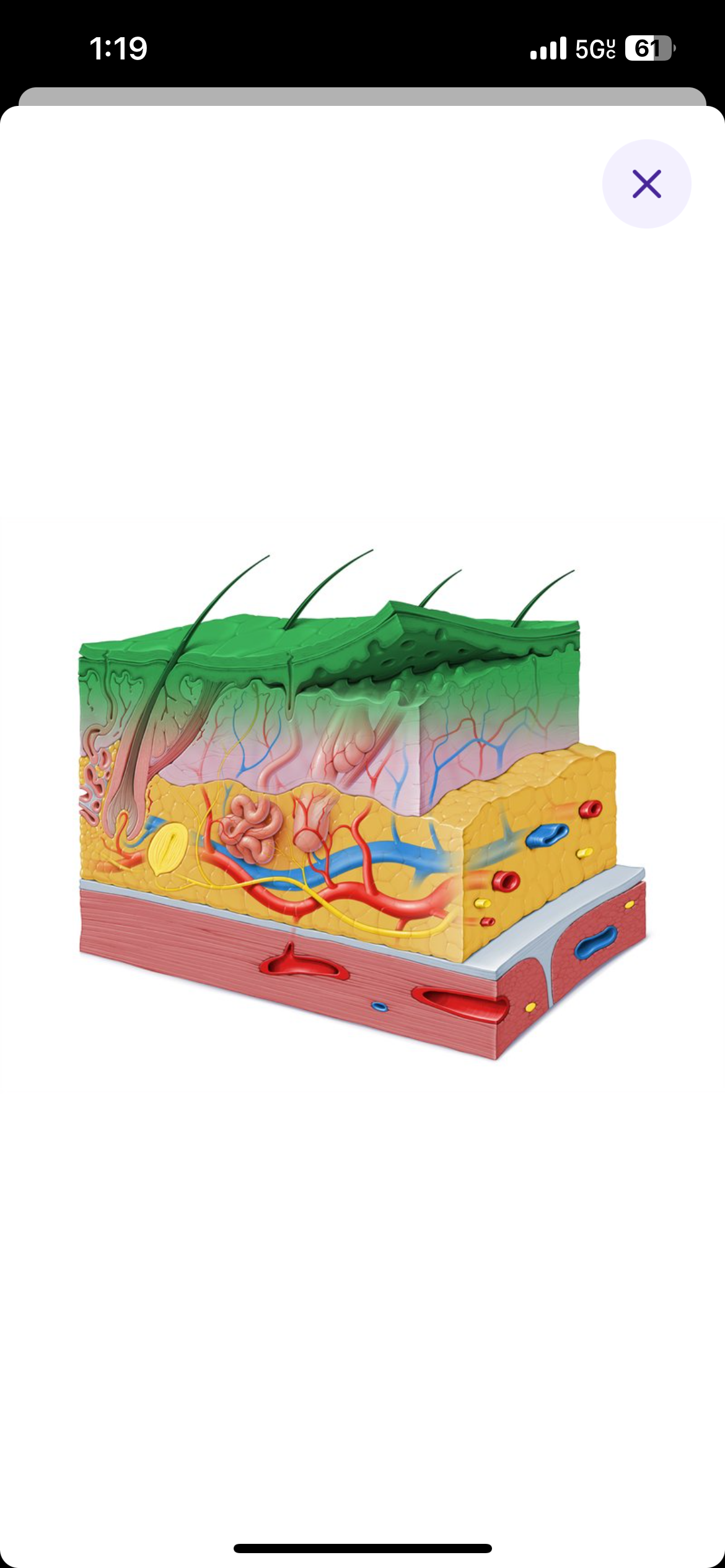 <p>Something that is closer to the surface of the body used in comparison </p>