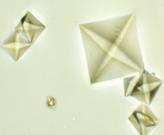 <p>Calcium oxalate</p>