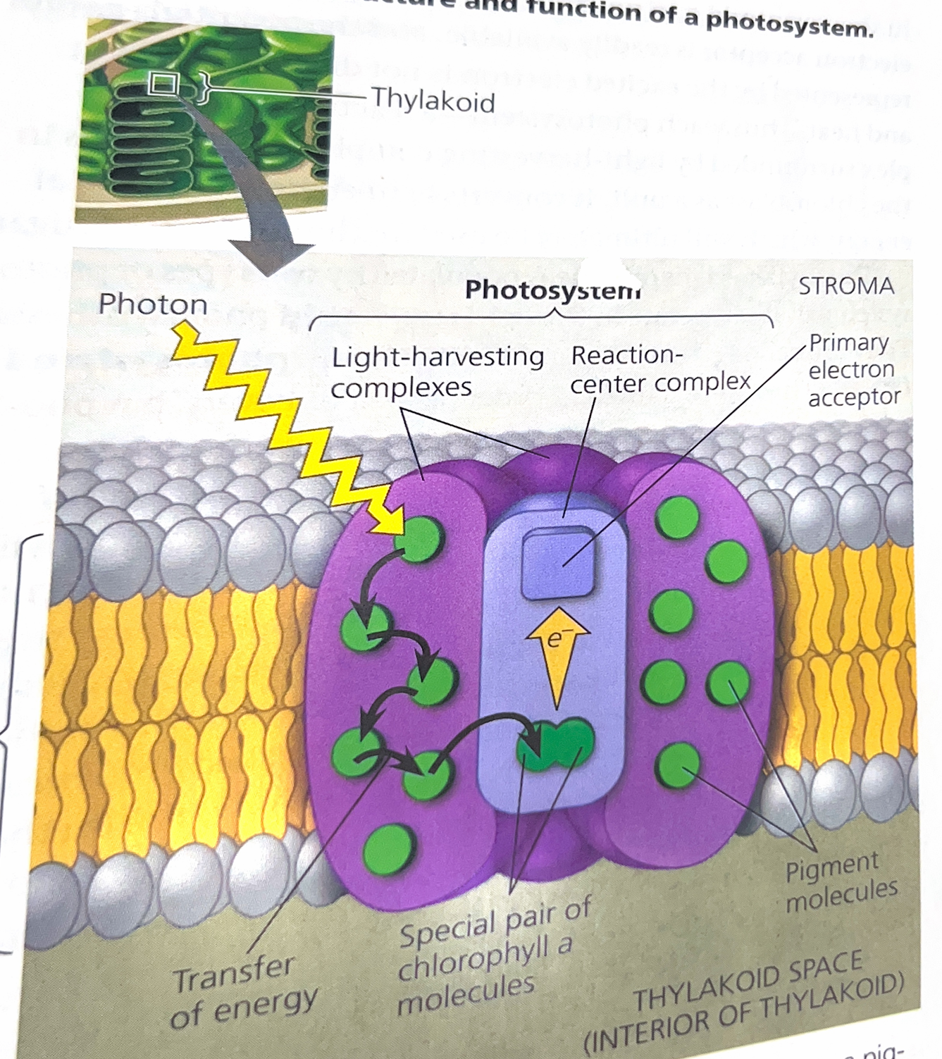 <p>Explain this image</p>