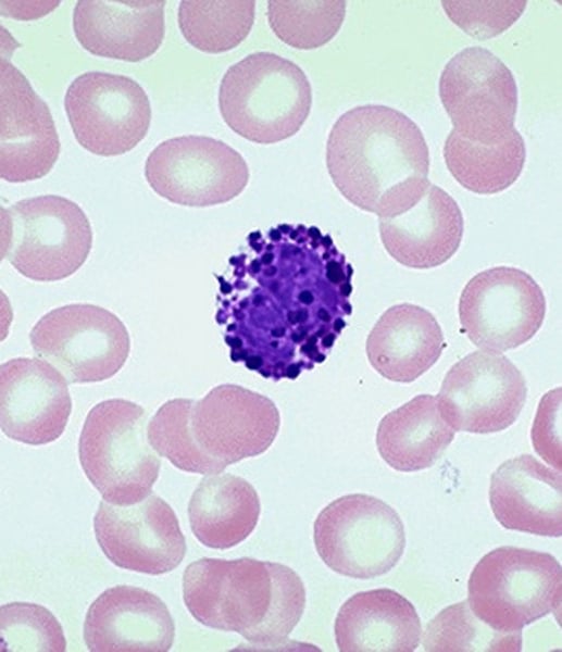 <p>granules contain histamine (vasodilator chemical), which is discharges at sites of inflammation</p>