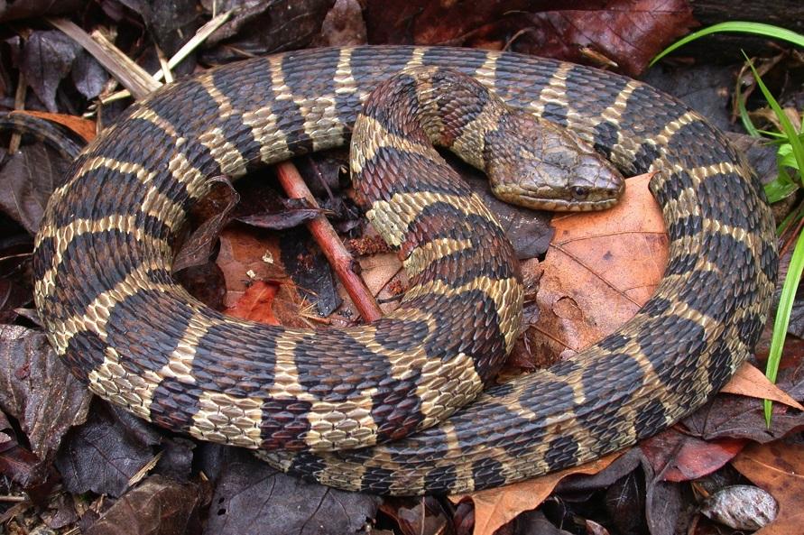 <p>Northern watersnake</p>