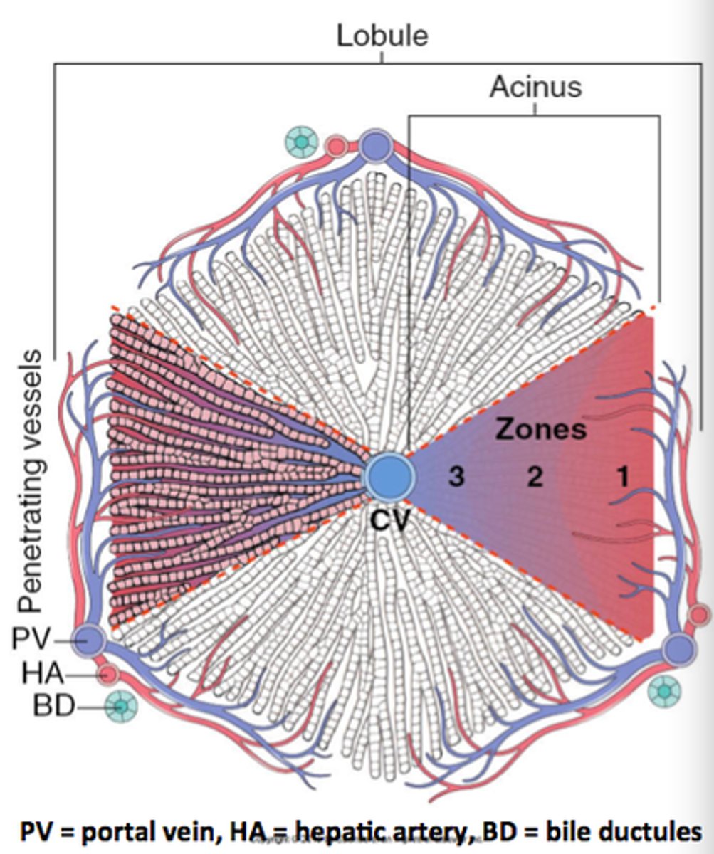 <p>What zone is most susceptible to injury? Why?</p>