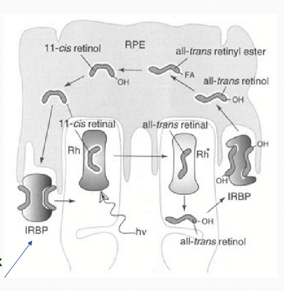 <p>Retinol dehydrogenase in the RPE. </p>