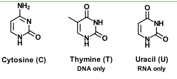 <ul><li><p>Cytosine (C)</p></li><li><p>Thymine (T)</p></li><li><p>Uracil (U)</p></li></ul><p></p>