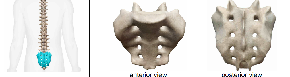 <p>What Vertebra?</p>