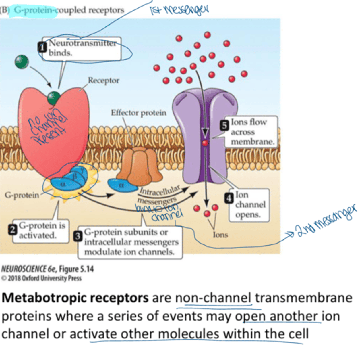 <p>receptors that are associated with signal proteins and G proteins</p>