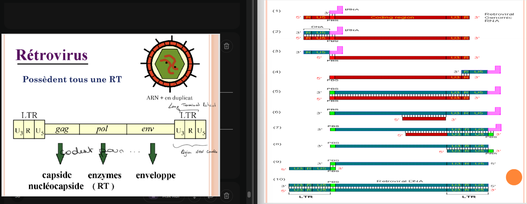 <p>→ “zones” répétitives sont plus longues que pour le génome “normal”</p><p>→ Quand on a les doubles brins → insertion dans le génome de nos T4</p>