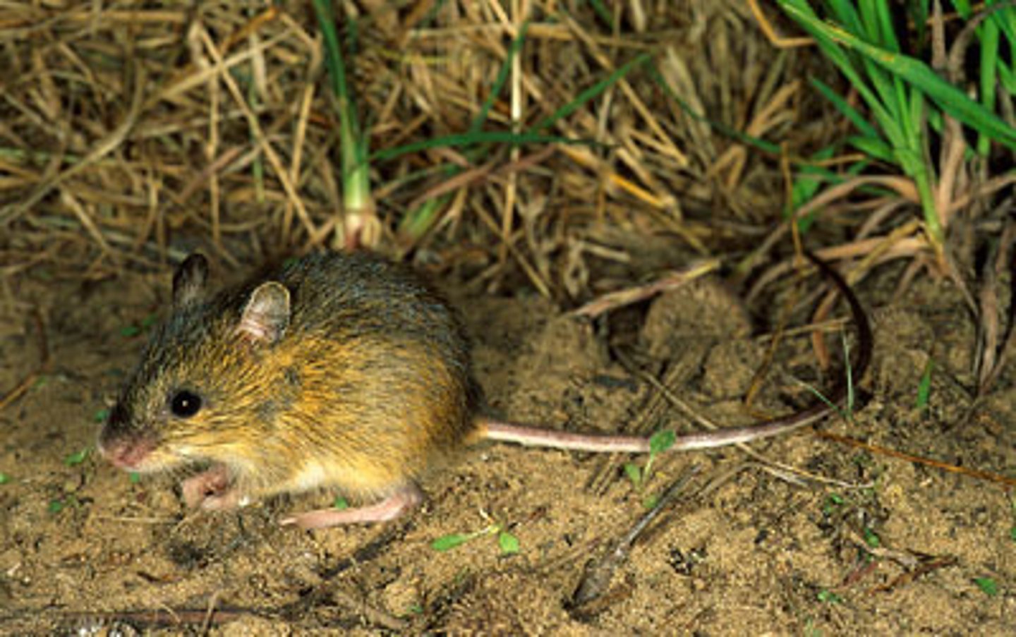 <p>Meadow Jumping Mouse</p>