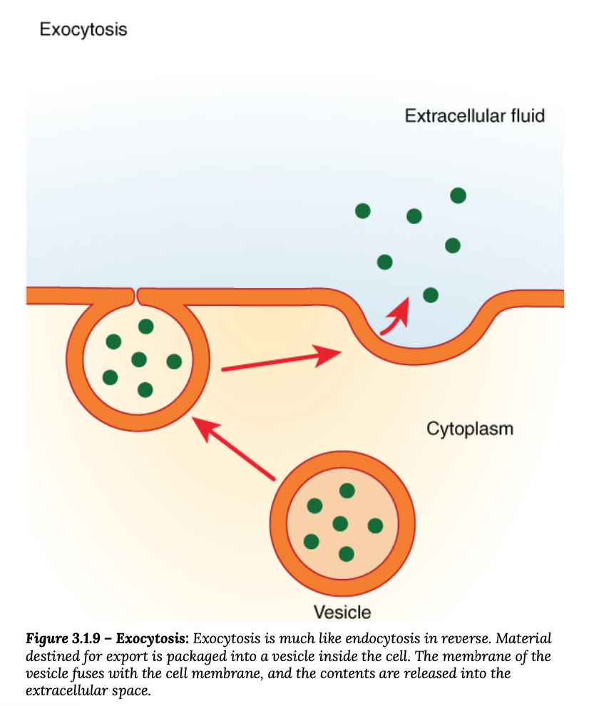 <p><span>Waste substances are packaged into membrane-bound vesicles within the cell. When the vesicle membrane fuses with the cell membrane, the vesicle releases its contents into the interstitial fluid. The vesicle membrane then becomes part of the cell membrane.</span></p><p><span>Ex: stomach and pancrease producing and secreting digestive enzymes</span></p>