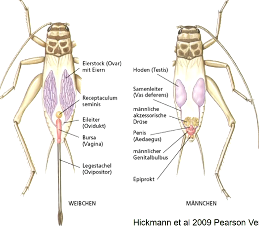 **Innere Geschlechtsorgane** (Gonade plus Anhangsorgane) 

**äußere Geschlechtsorgane** zur Gametenübertragung, oft mit komplizierten Strukturen, oft zur Artbestimmung herangezogen (z. B. bei vielen Insekten).

\
Typische weibliche Organe: **Ovar** bildet Eier; reife Eier über **Ovidukt** in Begattungsorgan (Bursa, Vagina) geleitet, in welches **Receptaculum seminis** (ein Sperma-Speicher) mündet; Befruchtung der Eizelle, Schalenbildung und Ablage oft durch **Ovipositor**.

Typische männliche Organe: **Testes (Hoden)** bilden Spermien; Ableitung über **Vas deferens** in einen Hohlraum, in den eine Drüse mündet, die eine Spermatophore bildet; Übertragung durch einen **Penis** und verschiedene Hilfsstrukturen.