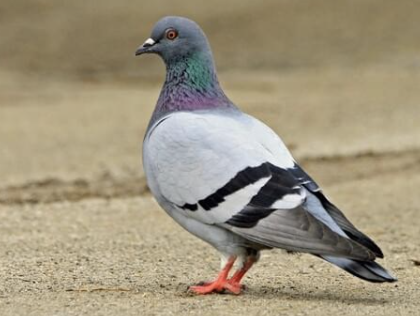<p>Fairly large pigeon with wild and feral populations. Pale gray overall with two bold black wingbars and iridescent purple and green on the neck.</p>