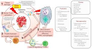<ul><li><p><strong>Donor selection</strong> (high resolution HLA typing of major and minor HA, sex-matching, alloimmunisation to MiHA from foetus)</p></li><li><p>CMV screening</p></li><li><p>Irradiation to deplete alloreactive T cells from graft (<strong>BUT </strong>lose GvL effect)</p></li><li><p>Use of <strong>autologous </strong>HSCs where possible</p></li></ul><p></p>