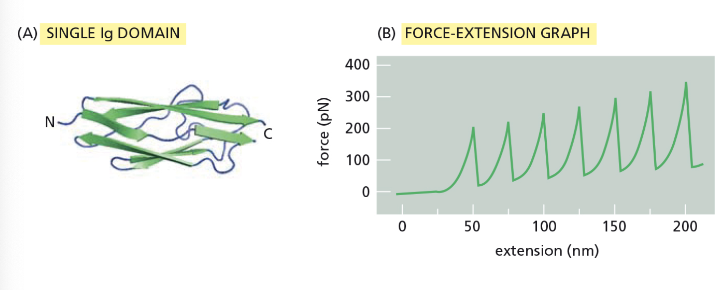 <p><span>The largest protein yet described is titin, which has a mass of about 3 × 10</span><sup>6</sup><span> daltons. Titin molecules act as springs to keep muscle thick filaments centered in the sarcomere. Titin is composed of a large number of repeated immunoglobulin (Ig) sequences, each of which is 89 amino acids long and folded into a 4-nm domain (see the figure Part A).</span><br><br><span>To test your hypothesis that the springlike behavior of titin is caused by the sequential unfolding (and refolding) of individual Ig domains, you use atomic force microscopy to pick up one end of the protein and pull with an accurately measured force. For a fragment of titin containing seven repeats of the Ig domain, this experiment gives the sawtooth force-versus-extension curve shown in Part B.</span><br><br><span>Why is each successive peak in Part B a little higher than the one before?</span></p>