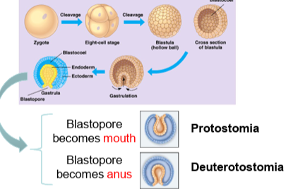 <p><strong>Protostomes</strong> (blastopore becomes mouth) and <strong>Deuterostomes</strong> (blastopore becomes anus).</p>