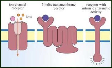 <p>outline membrane receptors </p>