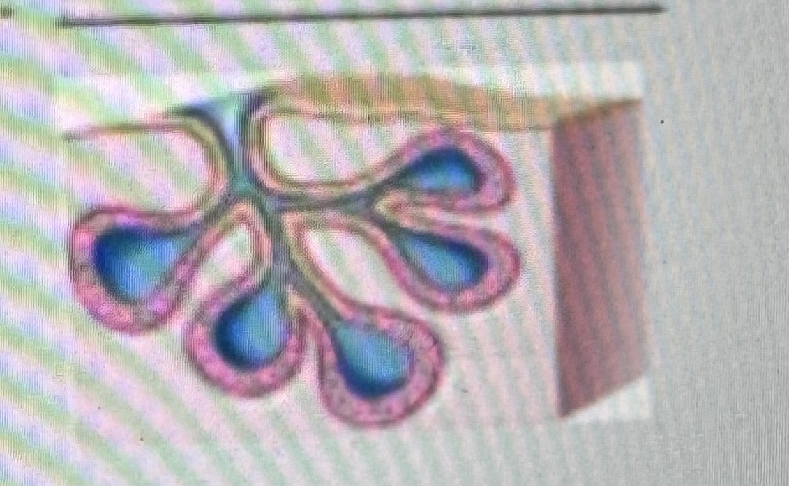 <p>Classify the type of exocrine gland </p>