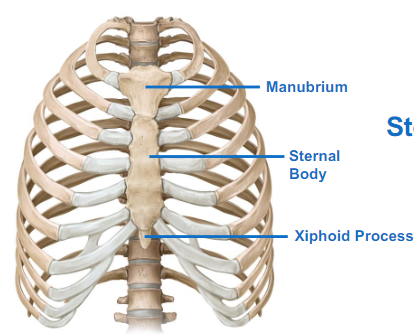 <p>= breastbone</p><ul><li><p>Manubrium </p></li><li><p>Sternal body </p></li><li><p>Xiphoid process</p></li></ul>