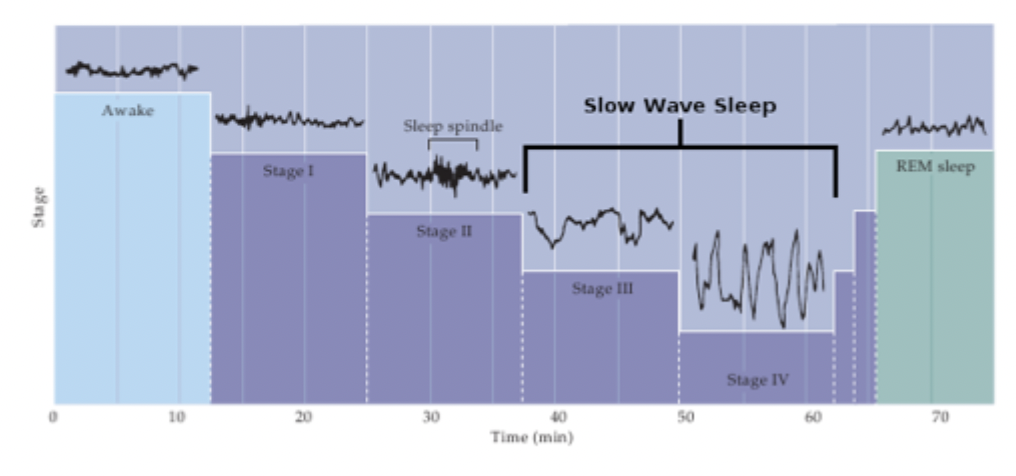 <p>slow-wave sleep</p>
