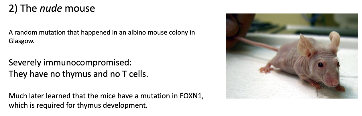 <ul><li><p><strong>Nude mouse:</strong> spontaneous mutant discovered in albino mice → bred into own strain.</p></li><li><p><strong>Key feature:</strong> <strong>no thymus</strong> → <strong>no mature T cells</strong>.</p></li><li><p><strong>Mutation:</strong> in <strong>FOXN1 gene</strong>, essential for thymus development.</p></li></ul><p></p>
